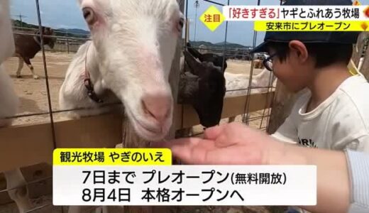 古き良き「ヤギ文化」の復活を「ヤギまみれ」になれる牧場がプレオープン（島根・安来市）