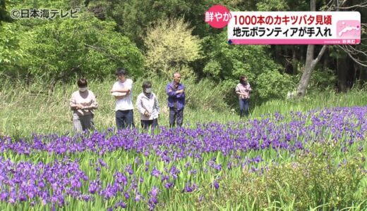 夏の始まり告げる…群生のカキツバタが見頃　鳥取県岩美町