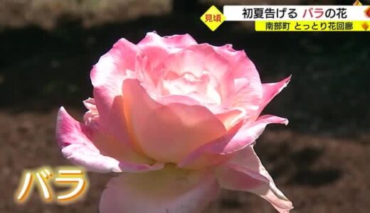 初夏を告げる甘い香り　とっとり花回廊で１３日から「ばらまつり」（鳥取・南部町）
