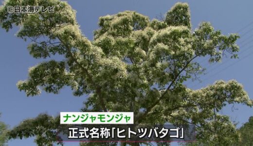 広場にぽつんと…『ナンジャモンジャ』見頃　木の枝や葉の上に真っ白な雪が降り積もったように花を咲かせる　鳥取県鳥取市