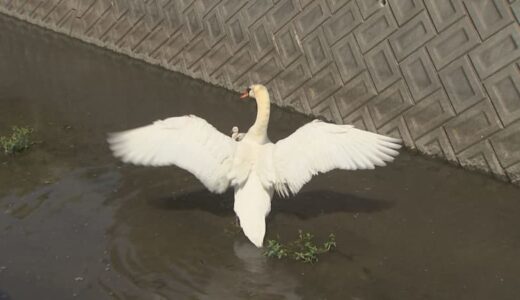 巨大で無敵　外来種「コブハクチョウ」じわり増加　被害懸念「日本にいてはいけない鳥」
