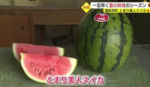 「とまり美人スイカ」今シーズンの初収穫で気分高揚！１９日に初出荷（鳥取・湯梨浜町）