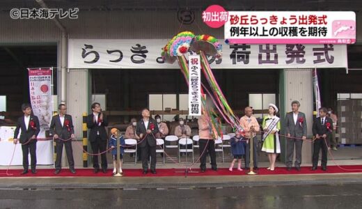 今年のシーズン到来「鳥取砂丘らっきょう」　大玉で出荷スタート
