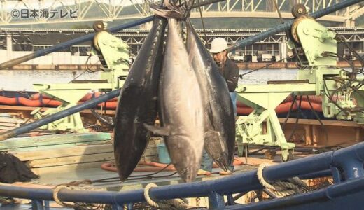 ２００キロの大物も　クロマグロ初水揚げ　さっそくマグロがさばかれる様子にくぎ付けの人も　「買う気満々で来ました」　鳥取県境港市