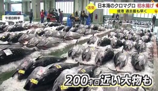 過去最も早く「初水揚げ」境港に初夏の訪れ告げる日本海の「クロマグロ」（鳥取・境港）
