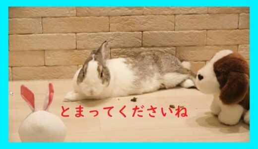 「横断歩道では一時停止を」止まってくれない!? ウサギにラクダ…県警が“ゆるい”動画で呼びかけ【鳥取発】
