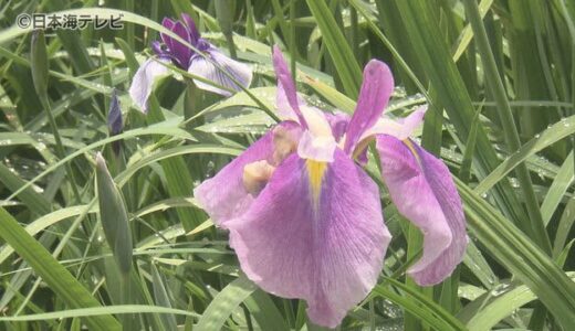 梅雨の訪れ　ハナショウブやスイレンが見頃　「これからどんどん咲いてくるのが楽しみ」　鳥取県・島根県