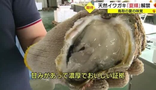 鳥取 夏の味覚「天然イワガキ・夏輝」解禁　豊漁で単価は去年の１割安（鳥取市）