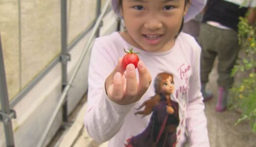 「とれた～」保育園児がミニトマト収穫体験　鳥取県・米子市