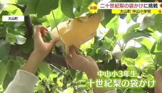 「元気に育ってね」小学生が二十世紀梨の「袋かけ」を体験（鳥取・大山町）