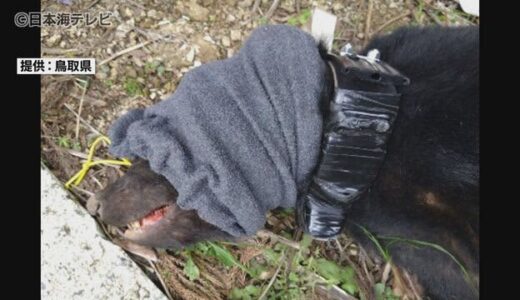 クマの首に発信機　電波を元に生息域を調査　人とクマ両方の生活を守るための取り組み　鳥取県