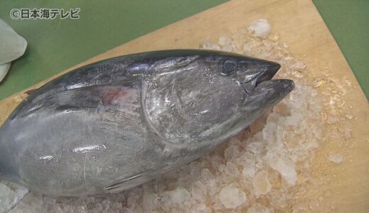 調理実習でクロマグロの解体→調理→食事　生徒「めっちゃうまい」　鳥取県境港市