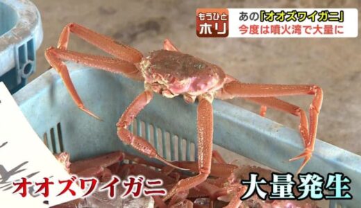 毛ガニ漁解禁の噴火湾でも「ズワイ多くてダメだわ」本当に厄介者なのか？“蟹取県”のプロの評価「アリかナシかで言うと、アリ」