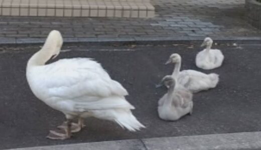「水辺にいるイメージだった」住宅街に5羽のコブハクチョウ家族登場　愛らしい姿も増加傾向に専門家は警鐘