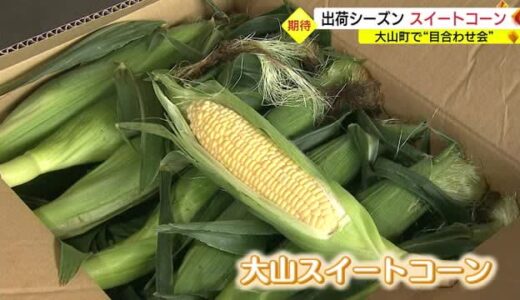 出荷シーズン始まる「大山スイートコーン」過去にない「最高」の仕上がりに（鳥取・大山町）
