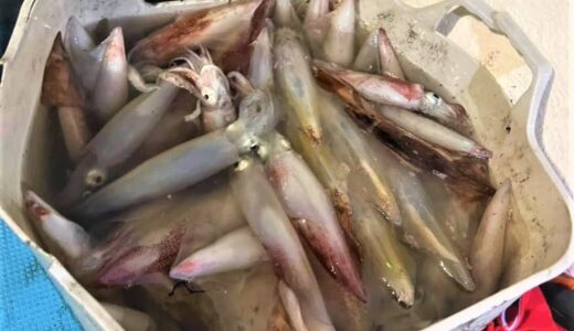 釣り初心者でも大漁ヒット！お土産もたっぷり！鳥取県・夏の味覚『白イカ釣り』体験｜岩美町