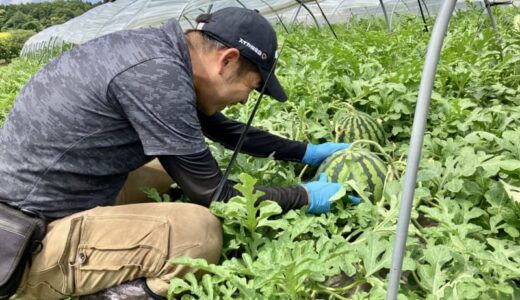 【鳥取県倉吉市】移住者インタビュー／「人生リスタートするなら別の場所で・・・」一人旅で訪れフイ－リングがあった場所、それが鳥取県。倉吉すいか農家 川瀬悠さん