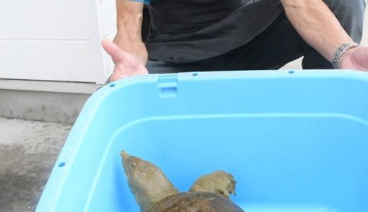 巨大な天然のスッポンを捕獲！「調理するには惜しい･･･」「博物館級」　今後の運命は？