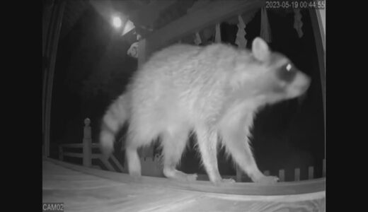 深夜の神社、野生のアライグマが見つめる先に…手指消毒用アルコール