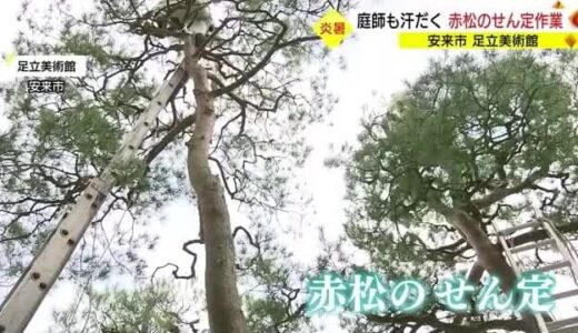 足立美術館「夏の風物詩」赤松の剪定はじまる　２０年連続日本一の庭園美を支える職人技（島根・安来市）