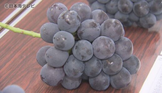“色味が濃く大粒”ハワイピオーネ査定会　６２００万円の売り上げを目指す　鳥取県湯梨浜町