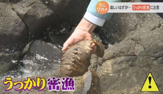 水着で…サザエ約40個密漁か　海水浴での「うっかり密漁」にも注意
