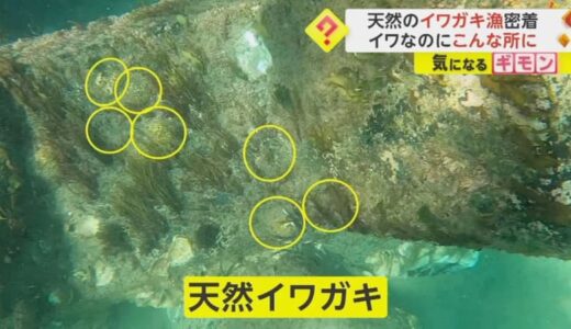 天然のイワガキ漁にカメラが密着　“岩”だけでなく“波消しブロック”でも…漁獲量は10年で3割減少　鳥取市