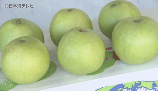 ハウス栽培の特産梨「二十世紀梨」が初出荷　動く広告塔として「琴浦の梨」と書かれたペイントトラックも披露　鳥取県琴浦町
