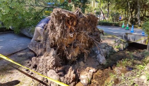 突然…樹齢150年以上の大木倒れ女性けが　車が下敷きに　人気のウォーキングコース「通行人にかすった」