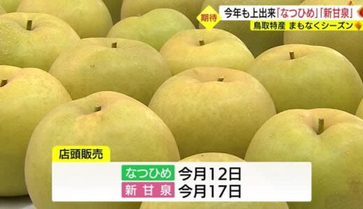 鳥取県産の梨「なつひめ」「新甘泉」今年も出来は上々　まもなく出荷へ（鳥取・北栄町）