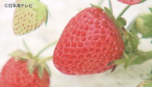 ９００ｍの標高を活用　“夏イチゴ”の収穫シーズン到来　ここにも猛暑の影響が…　山から流れる冷水で工夫も　鳥取県若桜町
