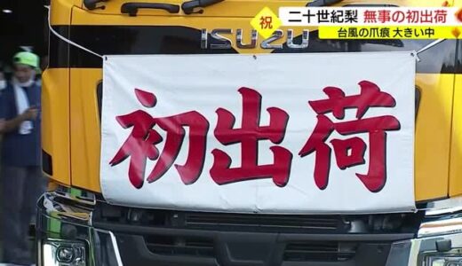 特産「二十世紀梨」のシーズン始まる　台風の爪痕残るなか無事初出荷（鳥取・湯梨浜町）