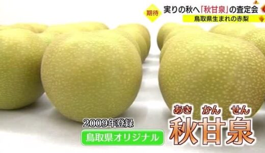 「新甘泉」の次は「秋甘泉」です！鳥取県オリジナル梨の新品種が「実りのリレー」（鳥取・北栄町）