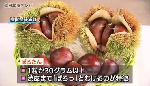渋皮までむける！特産栗“ぽろたん”初出荷　「立派な栗になっております」　鳥取県琴浦町