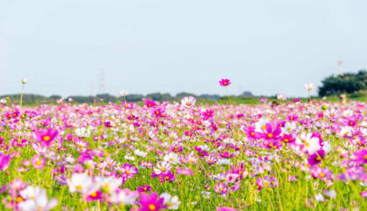 【全国旅行支援】2023年9月13日更新！9月以降の宿泊・ツアーを販売する旅行予約サイトまとめ