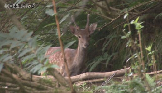 住宅街で目撃が相次ぐ“シカ”や“イノシシ”　なぜ増えているのか？　私たちが出来ることとは？　鳥取県