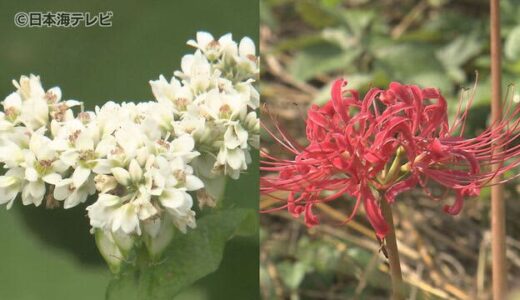 満開の“ソバの花”が畑一面を白に染める　日野川沿いには彼岸花が咲き始め本格的な実りの秋へ　鳥取県日野町
