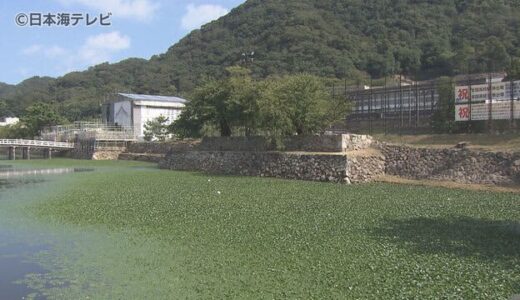 復元計画進む鳥取城跡で発生“異変”とは？　「あそこまで増えると異常かなと…」　鳥取県鳥取市