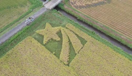 星形の田んぼで「星空舞」の稲刈り　県産ブランド米誕生５年記念して　鳥取県・鳥取市