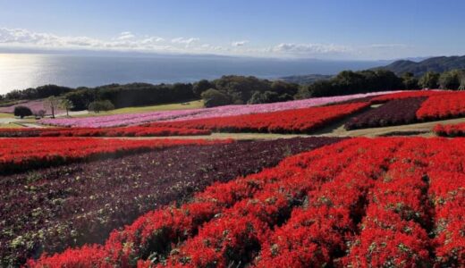 あざやかな赤、紫に一面が染まる【サルビア】の名所3選｜園芸研究家・桐原春子さんおすすめ