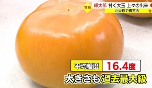 過去最大級の玉太り　鳥取のブランド柿「輝太郎」査定会　台風の影響なく上々の仕上がりに（鳥取・北栄町）