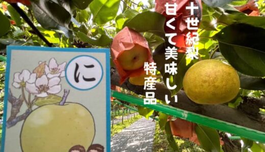 【とっとりかるた応援企画】「に」から始まる甘くてジューシーな特産品　～二十世紀梨～