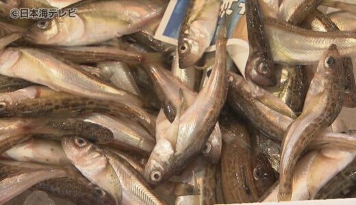 秋の味覚に異変…　“ハタハタ”不漁が続く　２０２１年から漁獲量が大幅に減少　「この状況は春以降も続いていくのでは」　鳥取県