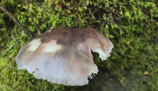 間違って食べてしまう毒キノコ「ツキヨタケ」で食中毒発生　山林で採取しお吸い物にして食べた２人に「おう吐」の症状　