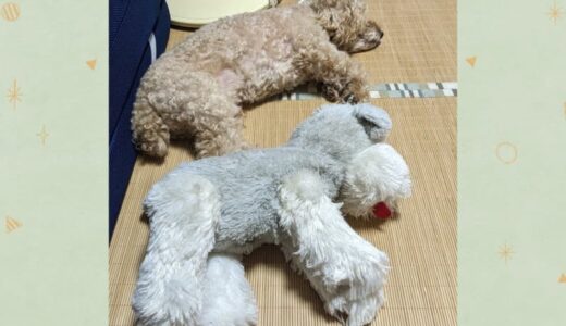 どっちが本物？思わず「犬…？」と一瞬戸惑ってしまう瞬間写真【犬の日投稿企画】