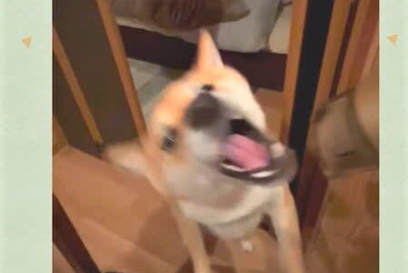 「おいしい味がする？」と言いたくなるほどドライヤーの風をペロペロしちゃうわんこ【犬の日投稿企画】