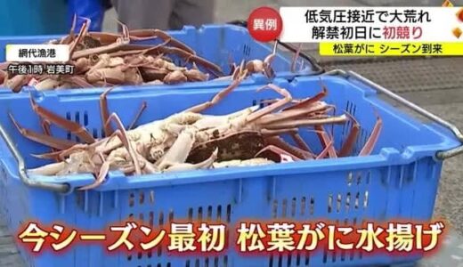山陰の冬の味覚の王者「松葉がに」漁解禁　悪天候の影響で異例の「初日に初競り」（鳥取・岩美町、鳥取市）