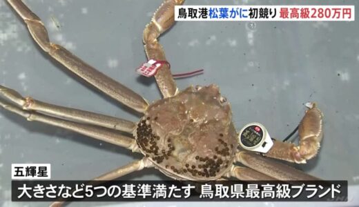 松葉ガニ、初競りで280万円　鳥取の最高級ブランド「五輝星」