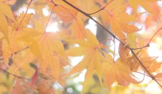 湖面に映る紅葉美しく…場所によって様々な楽しみ方ができる「恩原湖」【シリーズ紅葉　岡山・鏡野町】