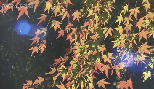11月8日は立冬だけど紅葉の色づきは…　見頃はいつから？　鳥取県智頭町